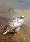 Archibald Thorburn Canvas Paintings - A Greenland or Gyr Falcon